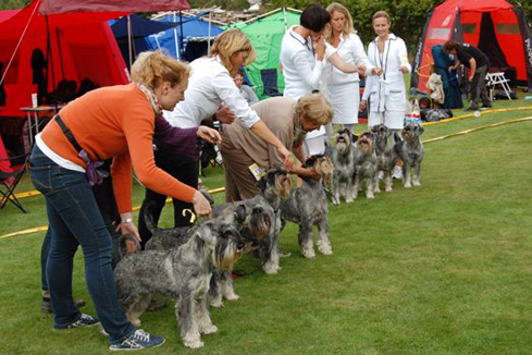 Schnauzer