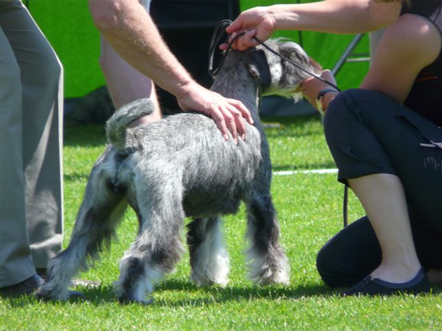 schnauzer