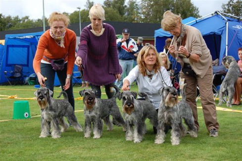 Schnauzer